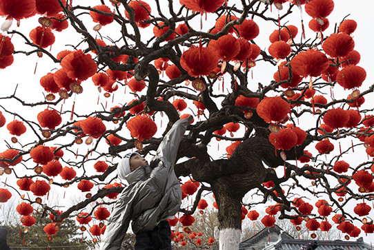 A child jumps to touch lanterns hung on a tree ahead of the Chinese Lunar New Year celebrations in Beijing on Thursday, Jan. 16, 2020. The world's largest annual migration begins this week in China with millions of Chinese traveling to their hometowns to celebrate the Lunar New Year on Jan. 25 this year which marks the Year of the Rat on the Chinese zodiac. (AP Photo/Ng Han Guan)